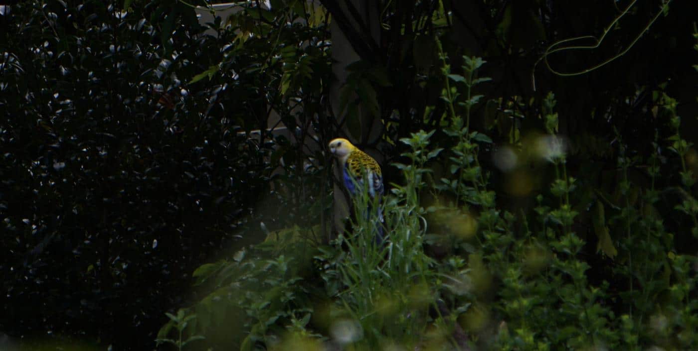 Pale Face Rosella