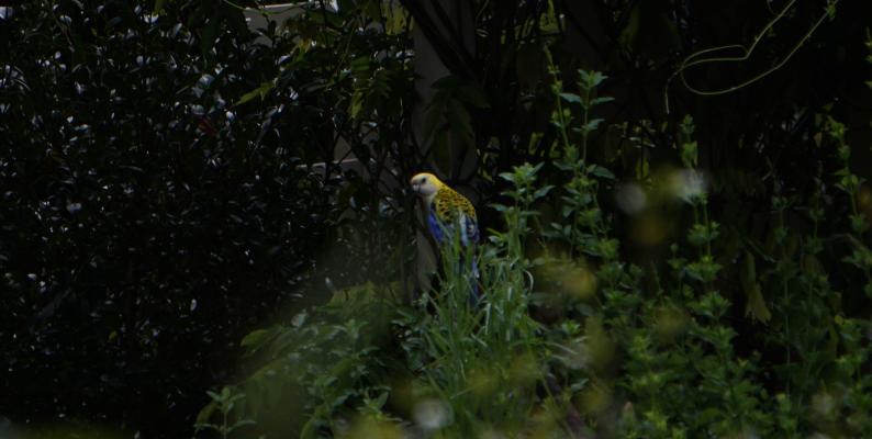 Pale Face Rosella