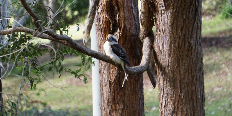 Kookaburra